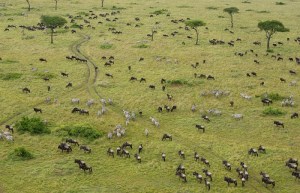 Reggeli vágta a Masai Mara Nemzeti Parkban