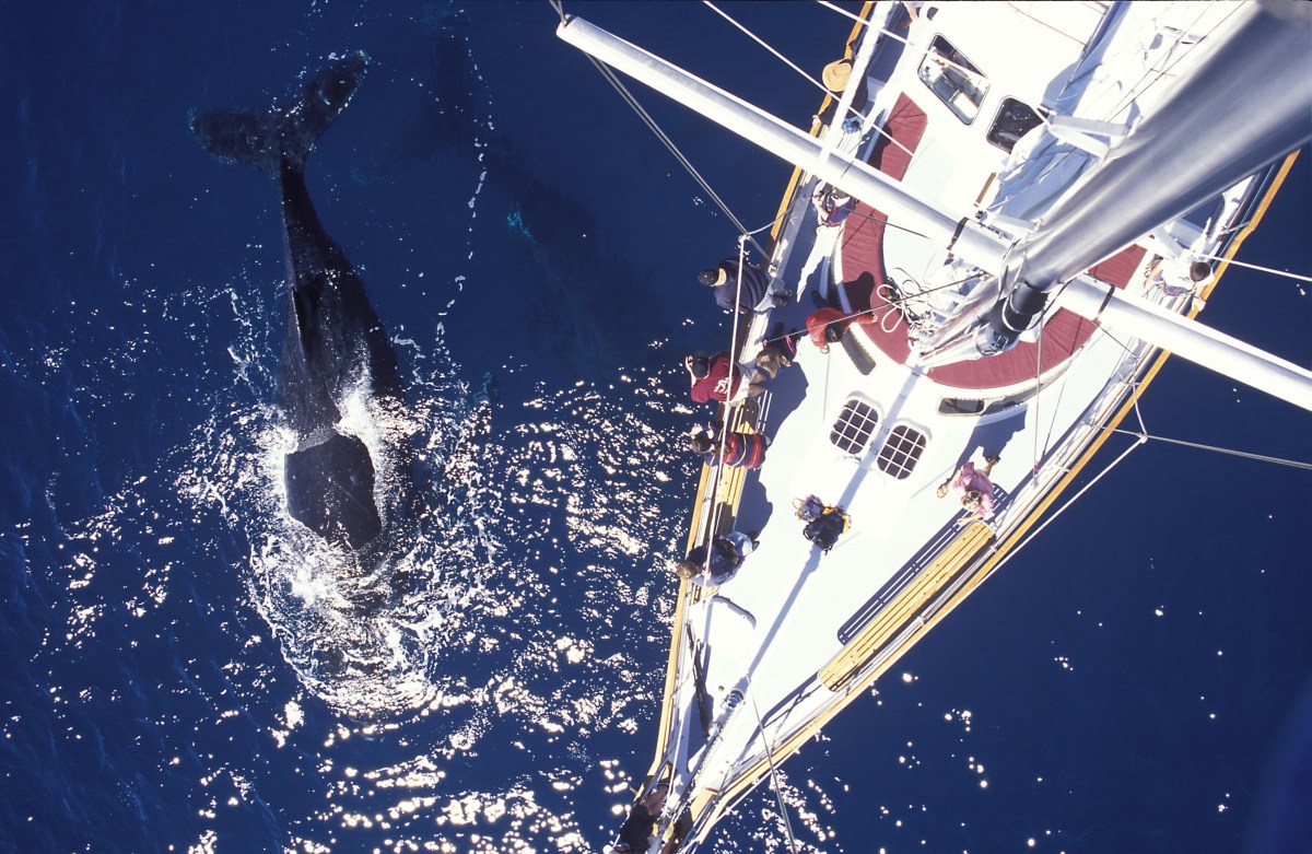 Bálna-les testközelből