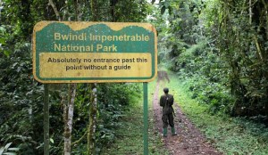Bwindi Impenetrable National Park