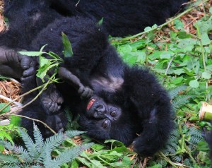 Gorilla család Uganda