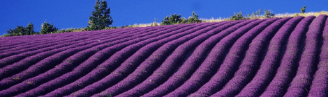 Sault levendula mezői Provence szívében