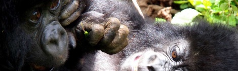 Gorilla-les, Uganda