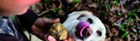 Alba, szarvasbomba-vadászat