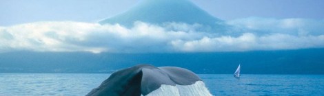 Bálnales, Azori-szigetek