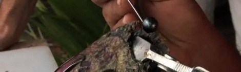 Bora Bora, fekete gyöngy