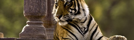 Rantambore, India, tigrisles