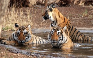 Tigrisek Ranthambore