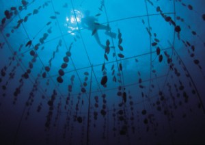 Gyöngyfarm, Bora Bora